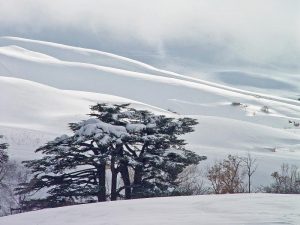 Información de la Estación de Esquí de The Cedars